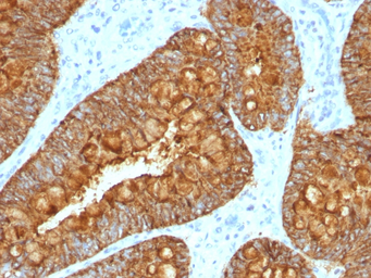 Anti-MAML3 antibody [MAML3/1303] used in IHC (Paraffin sections) (IHC-P). GTX34815