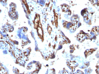 Anti-Moesin antibody [MSN/491] used in IHC (Paraffin sections) (IHC-P). GTX34846