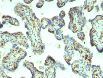 Anti-Moesin antibody [MSN/492] used in IHC (Paraffin sections) (IHC-P). GTX34848