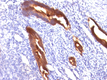 Anti-MUC1 antibody [MUC1/845] used in IHC (Paraffin sections) (IHC-P). GTX34859