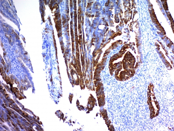 Anti-MUC2 antibody [MLP/842] used in IHC (Paraffin sections) (IHC-P). GTX34867