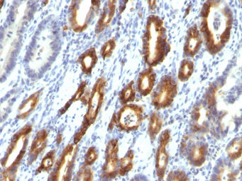 Anti-Mucin 6 antibody [MUC6/916] used in IHC (Paraffin sections) (IHC-P). GTX34876