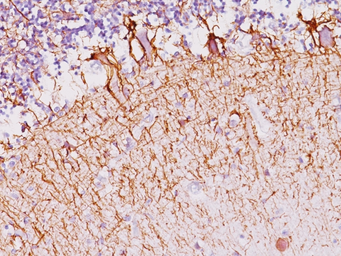 Anti-NF-H antibody [NF421] used in IHC (Paraffin sections) (IHC-P). GTX34897
