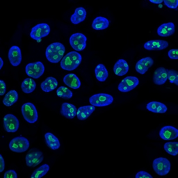 Anti-Nucleolin antibody [NCL/902] used in Immunocytochemistry/ Immunofluorescence (ICC/IF). GTX34914