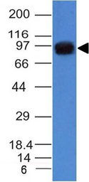 Anti-Nucleolin antibody [NCL/902] used in Western Blot (WB). GTX34914