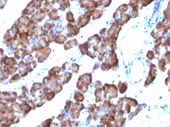 Anti-ODC antibody [ODC1/485] used in IHC (Paraffin sections) (IHC-P). GTX34919