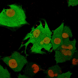 Anti-PGP9.5 antibody [31A3] used in Immunocytochemistry/ Immunofluorescence (ICC/IF). GTX34969