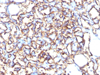 Anti-PODXL antibody [3D3] used in IHC (Paraffin sections) (IHC-P). GTX34977