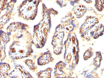 Anti-PODXL antibody [3D3] used in IHC (Paraffin sections) (IHC-P). GTX34977