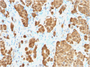 Anti-S100 beta antibody [S100B/1706R] used in IHC (Paraffin sections) (IHC-P). GTX34998