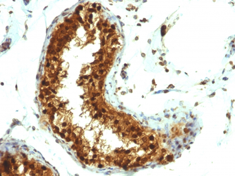 Anti-SUMO1 antibody [SUMO1/1188] used in IHC (Paraffin sections) (IHC-P). GTX35094