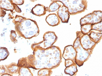 Anti-Thrombomodulin antibody [THBD/1591] used in IHC (Paraffin sections) (IHC-P). GTX35108