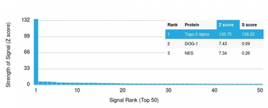 Anti-Topoisomerase II alpha antibody [TOP2A/1361] used in Protein Array (Protein Array). GTX35137