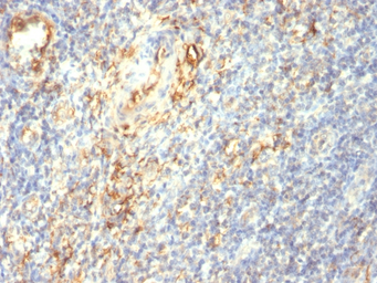 Anti-Transglutaminase 2 antibody [TGM2/419] used in IHC (Paraffin sections) (IHC-P). GTX35143