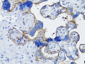 Anti-EGFR antibody used in IHC (Paraffin sections) (IHC-P). GTX35199