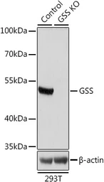 Anti-GSS antibody used in Western Blot (WB). GTX35220