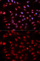 Anti-APE1 antibody used in Immunocytochemistry/ Immunofluorescence (ICC/IF). GTX35233