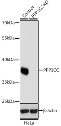 Anti-PP1C gamma antibody used in Western Blot (WB). GTX35235