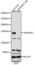 Anti-ARHGEF1 antibody used in Western Blot (WB). GTX35236
