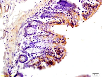 Anti-CD163 antibody used in IHC (Paraffin sections) (IHC-P). GTX35247