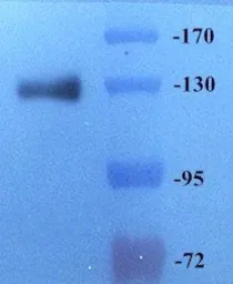 Anti-CD163 antibody used in Western Blot (WB). GTX35248