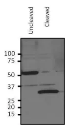 Anti-HRV3c Recognition Site antibody used in Western Blot (WB). GTX35253