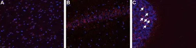 Anti-Bradykinin B1 receptor antibody used in IHC (Frozen sections) (IHC-Fr). GTX35257