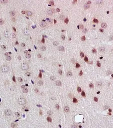 Anti-PEG3 antibody used in IHC (Paraffin sections) (IHC-P). GTX37357