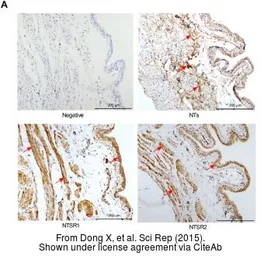 Anti-Neurotensin antibody used in IHC (Paraffin sections) (IHC-P). GTX37368