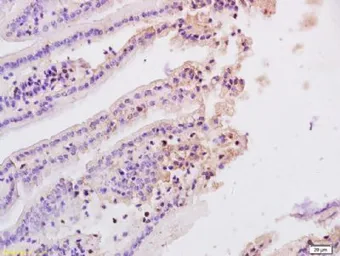 Anti-MASP2 antibody used in IHC (Paraffin sections) (IHC-P). GTX37380