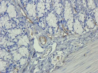 Anti-IL11 antibody used in IHC (Paraffin sections) (IHC-P). GTX37407