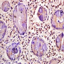 Anti-CD33 antibody used in IHC (Paraffin sections) (IHC-P). GTX37451