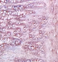 Anti-CD79a antibody used in IHC (Paraffin sections) (IHC-P). GTX37553