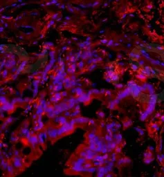Anti-PACAP antibody used in IHC (Frozen sections) (IHC-Fr). GTX37576