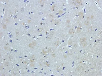 Anti-NeuN antibody used in IHC (Paraffin sections) (IHC-P). GTX37604