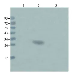 Anti-NeuN antibody used in Western Blot (WB). GTX37604