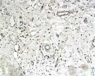 Anti-IASPP antibody used in IHC (Paraffin sections) (IHC-P). GTX37659
