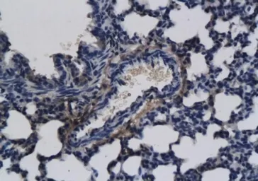 Anti-FGF8 antibody used in IHC (Paraffin sections) (IHC-P). GTX37697