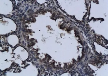 Anti-FGF8 antibody used in IHC (Paraffin sections) (IHC-P). GTX37697