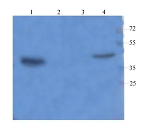 Anti-CD68 antibody used in Western Blot (WB). GTX37743