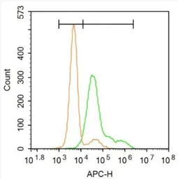 Anti-5-HT2A receptor antibody used in Flow cytometry (FCM). GTX37799