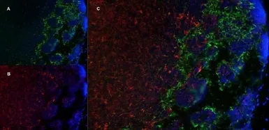 Anti-Marco antibody [ED31] used in IHC (Frozen sections) (IHC-Fr). GTX39743