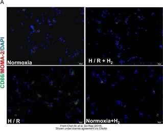 Anti-Macrophage + Monocyte antibody [MOMA-2] used in IHC (Frozen sections) (IHC-Fr). GTX39773
