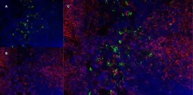 Anti-Ly-6B.2 antibody [7/4] (Low endotoxin, azide free) used in IHC (Frozen sections) (IHC-Fr). GTX39796