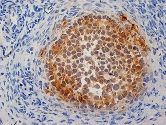 Anti-Inhibin alpha antibody [R1] used in IHC (Frozen sections) (IHC-Fr). GTX40215