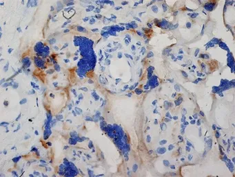 Anti-Inhibin alpha antibody [R1] used in IHC (Frozen sections) (IHC-Fr). GTX40215