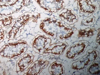Anti-Inhibin alpha antibody [R1] used in IHC (Frozen sections) (IHC-Fr). GTX40215