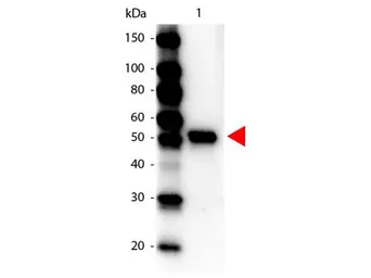 Anti-Carboxypeptidase Y antibody (HRP) used in Western Blot (WB). GTX40574