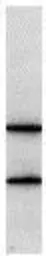 Anti-Digoxin antibody [3301] used in  (). GTX40814