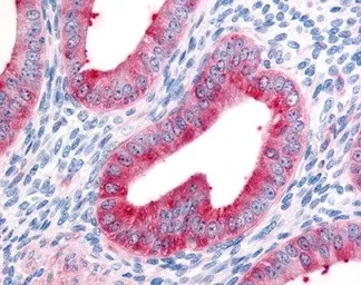 Anti-FAP antibody used in IHC (Paraffin sections) (IHC-P). GTX41169